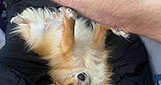 Stella joined the competition — help win amazing prizes! animal, blanket, companion, cozy, cute, cute_pet, dog, fluffy, friendly, fur, golden_brown, human_arm, indoor, lying_down, paw, pet, relaxed, resting, sleepy, small_dog