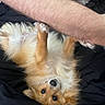 animal, blanket, companion, cozy, cute, cute_pet, dog, fluffy, friendly, fur, golden_brown, human_arm, indoor, lying_down, paw, pet, relaxed, resting, sleepy, small_dog