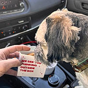 Bailey is registered to the contest to win money with this photo: dog, hand, car_interior, dog_collar, box, text_on_box, pet, seat, dashboard, cup_holder, center_console, window, leisure, curious, closeup, indoor, animal, human_hand, interaction, casual