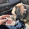 dog, hand, car_interior, dog_collar, box, text_on_box, pet, seat, dashboard, cup_holder, center_console, window, leisure, curious, closeup, indoor, animal, human_hand, interaction, casual
