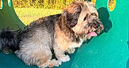 Bailey is registered to the contest to win money with this photo: dog, fluffy, tongue_out, sitting, tunnel, greenery, grass, trees, sunlight, shadow, outdoor, pet, playground, daylight, canine, fur, cute, animal, nature, park