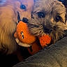dog, puppy, toy, plush_toy, orange, snuggling, close_up, indoor, living_room, couch, furry, pet, cute, companions, playful, small_dog, fluffy, brown_dog, tan_dog, domestic_animal