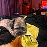 dog, pet, indoor, bed, blanket, towel, orange_fur, brown_fur, curtains, dresser, television, furniture, room, cozy, relaxing, animal, companion, home, soft_lighting
