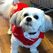 Ms Bella is registered to the contest to win money with this photo: dog, white_dog, pet, small_dog, red_coat, wooden_floor, indoor, tail_wagging, furry, cute, companion, animal, fluffy, looking_up, black_nose, black_eyes, collar, chair, furniture, home