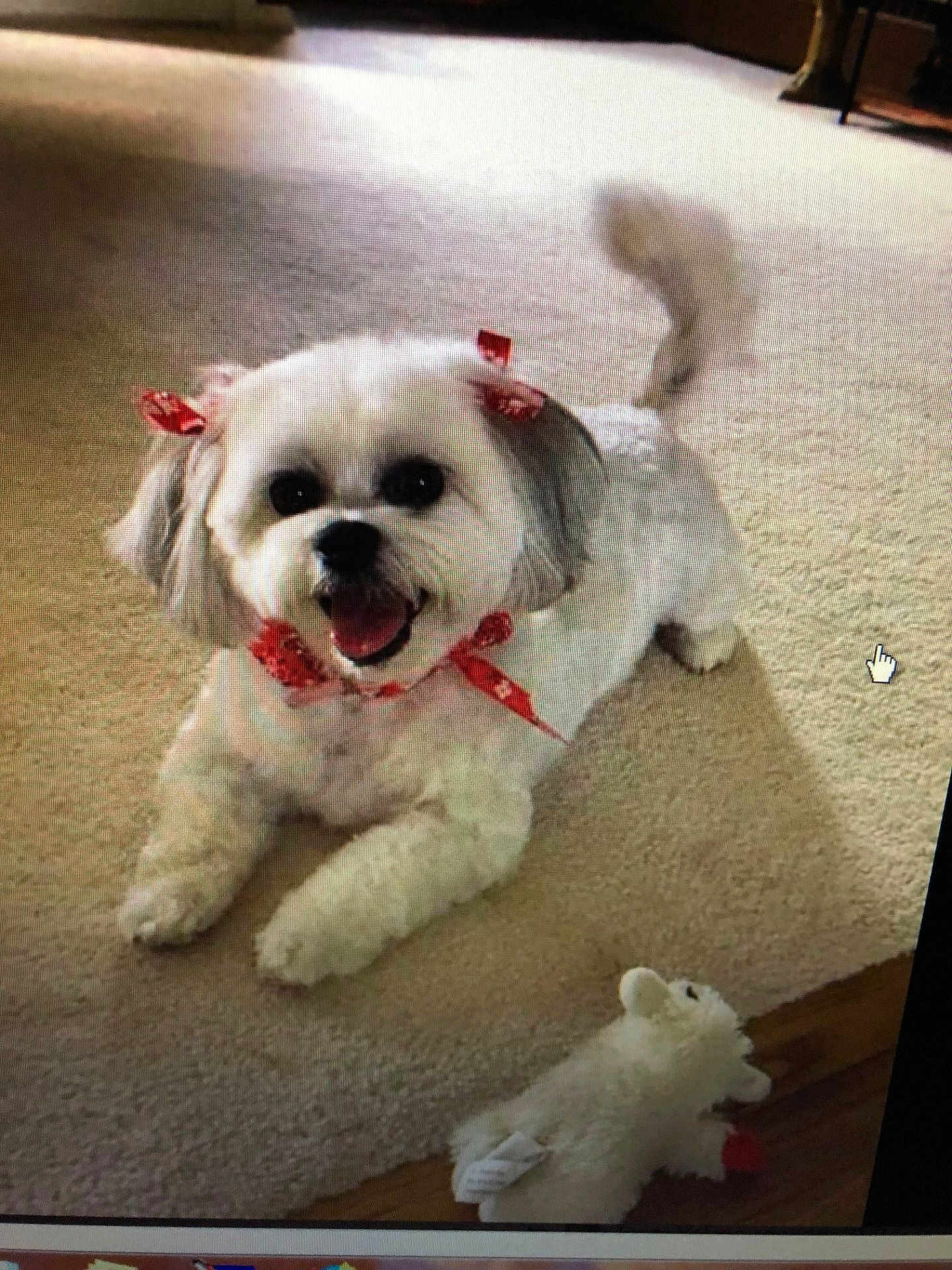 Ms Bella joined the competition — help win amazing prizes! dog, white_dog, bow, ribbon, carpet, indoor, pet, toy, plush_toy, happy, tail, mouth_open, fur, small_dog, cute, animal, floor, playful, domestic, smiling