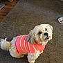 Ms Bella is registered to the contest to win money with this photo: dog, pet, indoor, carpet, sweater, white_fur, small_dog, cute, looking_up, happy, animal, floor, food_bowl, domestic, household, cozy, fur, tail, companion, playful