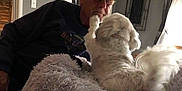 Ms Bella is registered to the contest to win money with this photo: man, dog, pet_bed, indoor, glasses, white_dog, fluffy_bed, interaction, affection, living_room, curtains, furniture, television, wall_art, casual_clothing, home, paw, light, window, relaxation