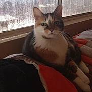 Diamond is registered to the contest to win money with this photo: cat, feline, pet, animal, sitting, indoors, bed, blanket, window, sunlight, portrait, fluffy, calico, tabby, white_chest, green_eyes, whiskers, ears, home, cozy