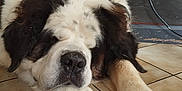Gros a rejoint le concours — aidez-le/la à gagner de superbes lots ! animal, black_fur, brown_fur, close_up, cozy, dog, floor, fur, furniture, indoor, large_dog, muzzle, paw, pet, power_outlet, resting, saint_bernard, sleeping, tile_floor, white_fur