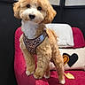 dog, puppy, leopard_print, harness, red_chair, indoor, decorative_pillow, blanket, curious, fluffy, small_dog, pet, cute, cozy, furniture, portrait, looking_at_camera, floor_tiles, home, animal