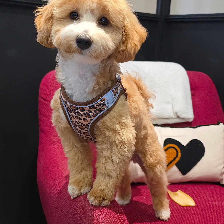 Pucca participe au concours pour gagner de l'argent avec cette photo : dog, puppy, leopard_print, harness, red_chair, indoor, decorative_pillow, blanket, curious, fluffy, small_dog, pet, cute, cozy, furniture, portrait, looking_at_camera, floor_tiles, home, animal