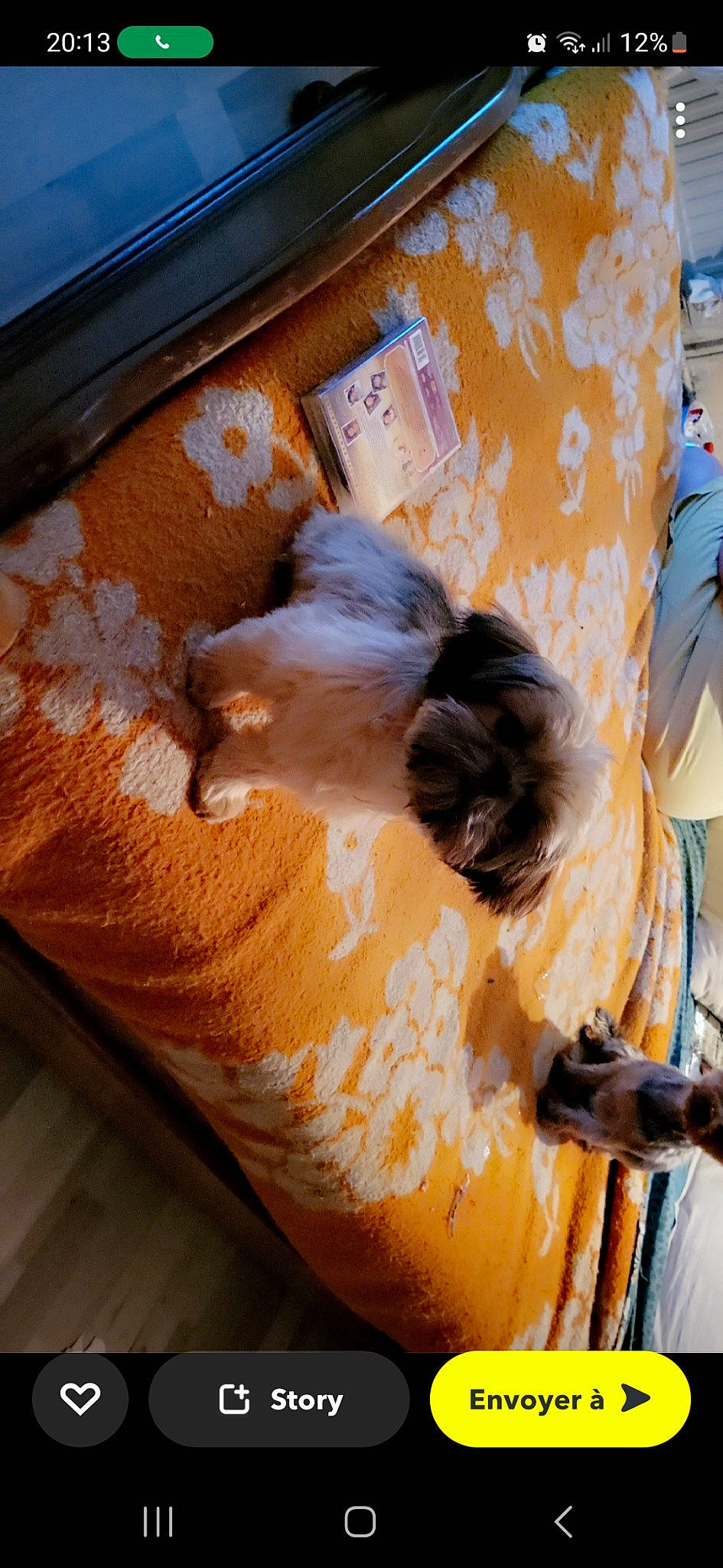 Dora a rejoint le concours — aidez-le/la à gagner de superbes lots ! brown, carnivore, cat, comfort, companion_dog, couch, dog_breed, fawn, felidae, flooring, fur, hardwood, linens, orange, pet_supply, small_to_medium_sized_cats, tail, tints_and_shades, whiskers, wood