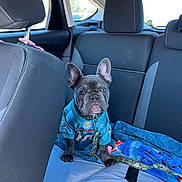 Rocko is registered to the contest to win money with this photo: dog, french_bulldog, puppy, car_interior, backseat, blanket, clothing, pet, animal, cute, ears, collar, leash, window, seat, headrest, sunlight, blue, black, travel