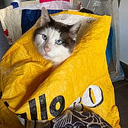 Dragibus a rejoint le concours — aidez-le/la à gagner de superbes lots ! animal, blue_eyes, cat, closeup, container, curious, domestic_cat, eye_contact, face, feline, floor, head, household, indoor, looking, patterned_fabric, pet, plastic_bag, white_and_brown_cat, yellow_bag