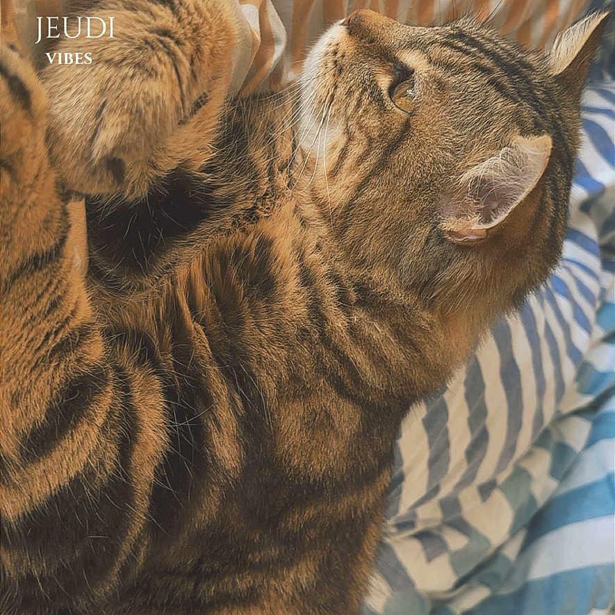 Thygrhou participe au concours pour gagner de l'argent avec cette photo : animal, bed, cat, cozy, cute, domestic, ears, feline, fur, household, indoor, paws, pet, relaxed, resting, sleeping_area, soft_light, striped_blanket, tabby, whiskers