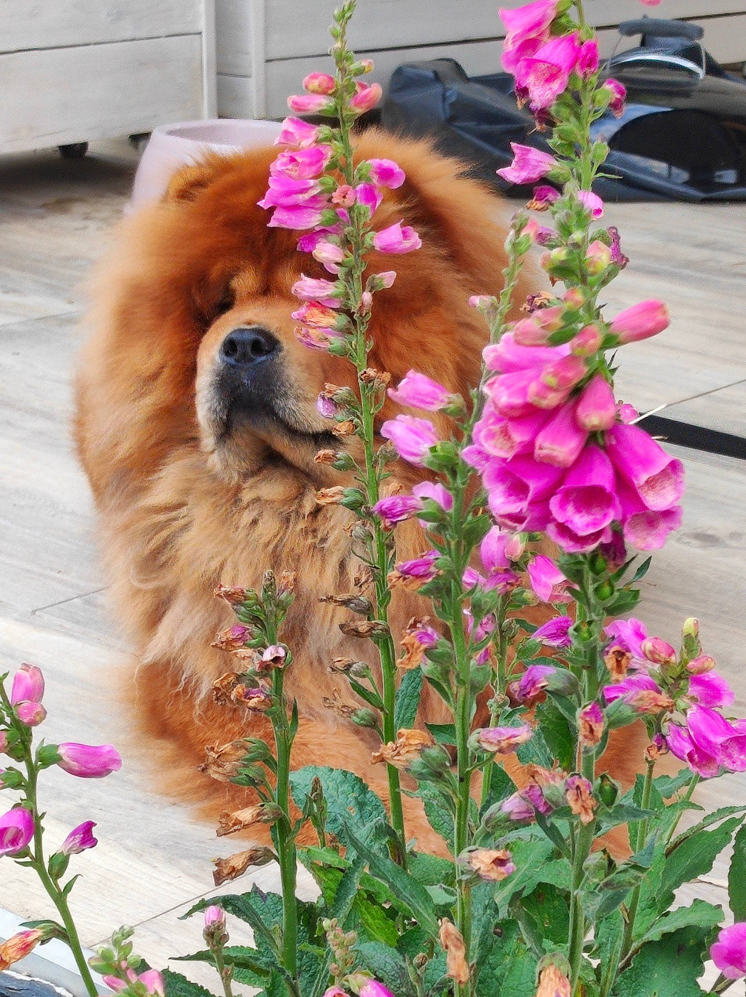 Ruby a rejoint le concours — aidez-le/la à gagner de superbes lots ! annual_plant, botany, carnivore, collar, companion_dog, digitalis, dog, dog_breed, dog_supply, flower, flowering_plant, grass, herb, herbaceous_plant, liver, magenta, pet_supply, petal, plant, terrestrial_plant