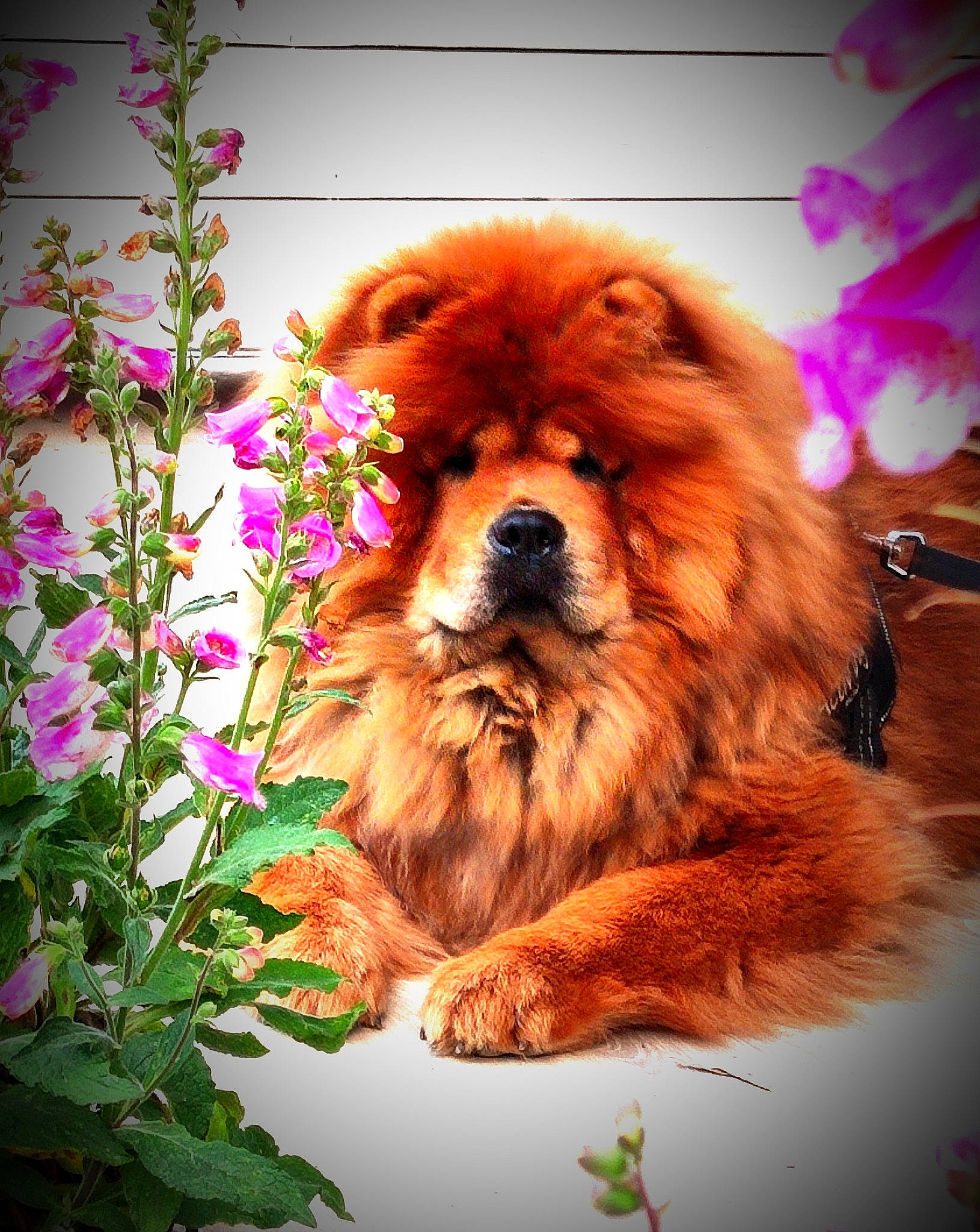 Ruby participe au concours pour gagner de l'argent avec cette photo : annual_plant, art, canidae, carnivore, companion_dog, dog, dog_breed, fawn, flower, flower_arranging, fur, liver, magenta, orange, peach, petal, pink, plant, sporting_group, working_animal