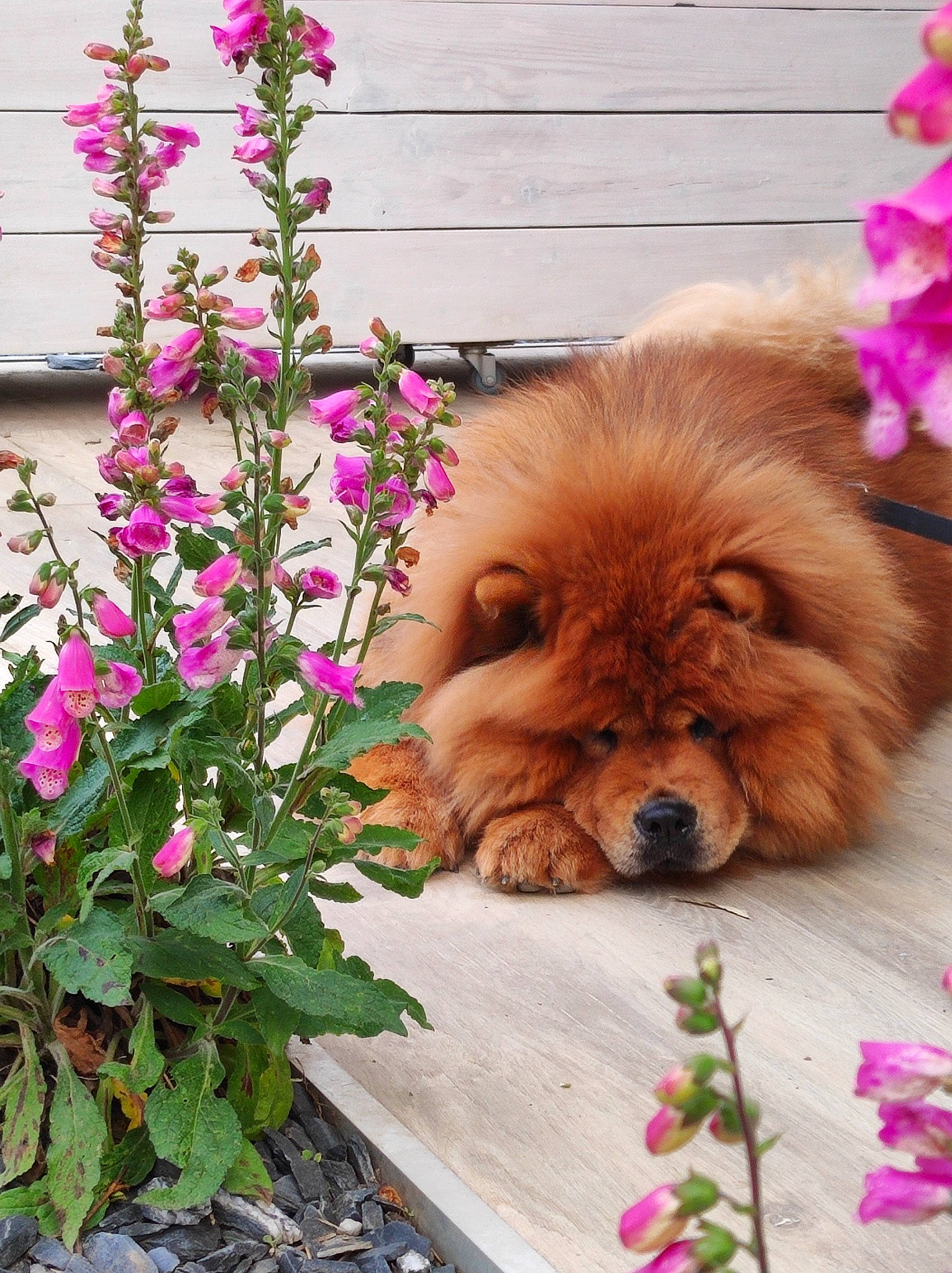 Ruby participe au concours pour gagner de l'argent avec cette photo : annual_plant, canidae, carnivore, companion_dog, dog, dog_breed, fawn, flower, flowering_plant, fur, grass, liver, magenta, petal, pink, plant, snout, sporting_group, wood, working_animal