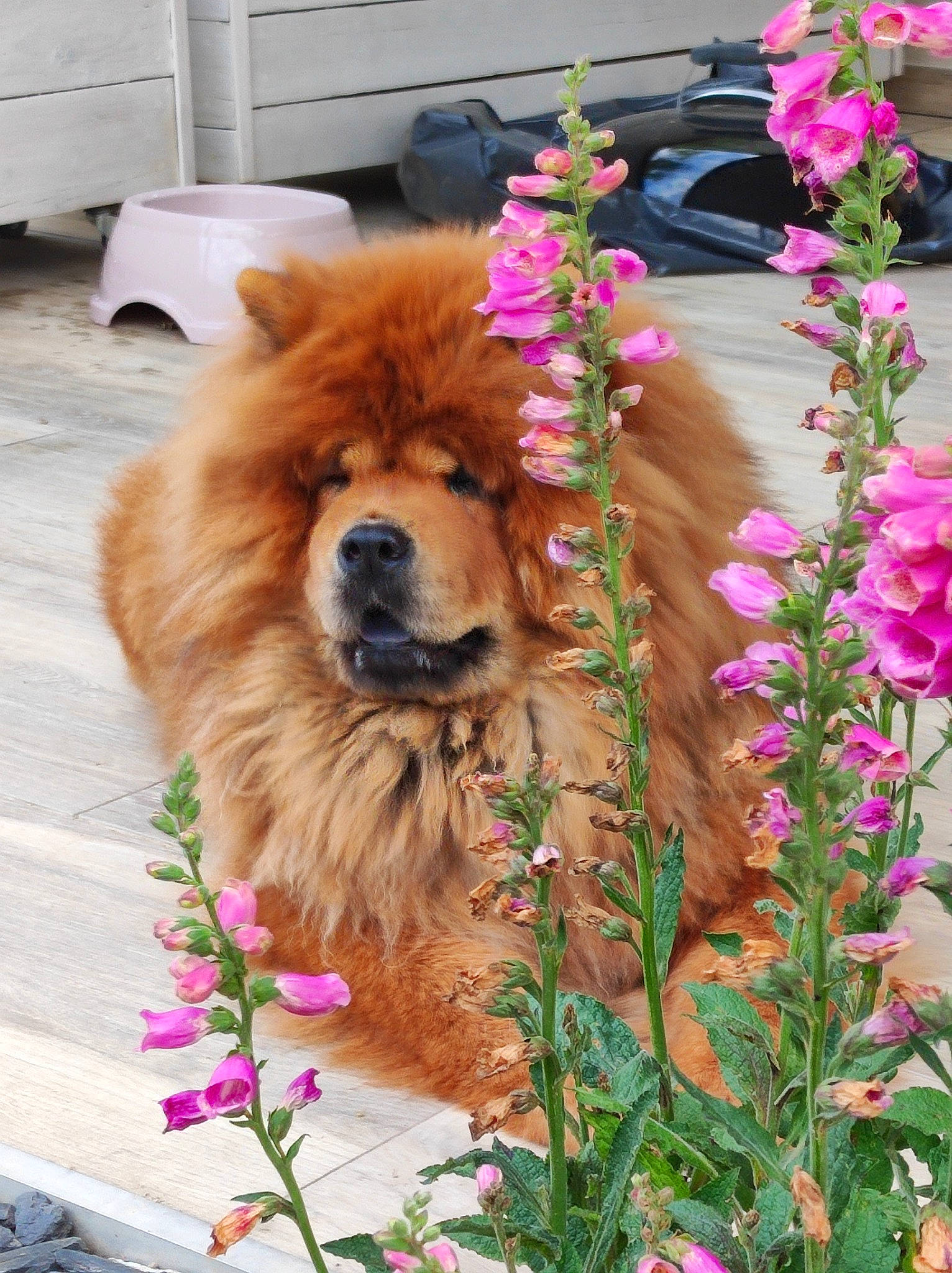 Ruby a rejoint le concours — aidez-le/la à gagner de superbes lots ! annual_plant, canidae, carnivore, companion_dog, dog, dog_breed, door, fawn, flower, flowering_plant, herb, lei, liver, petal, plant, sporting_group, tire, wheel, window, working_animal