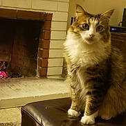Megatron joined the competition — help win amazing prizes! animal, brick, cat, cozy, cute, domestic_cat, ears, eyes, fireplace, fluffy, fur, furniture, indoor, living_room, ottoman, pet, sitting, tabby, whiskers, white_paws