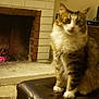animal, brick, cat, cozy, cute, domestic_cat, ears, eyes, fireplace, fluffy, fur, furniture, indoor, living_room, ottoman, pet, sitting, tabby, whiskers, white_paws