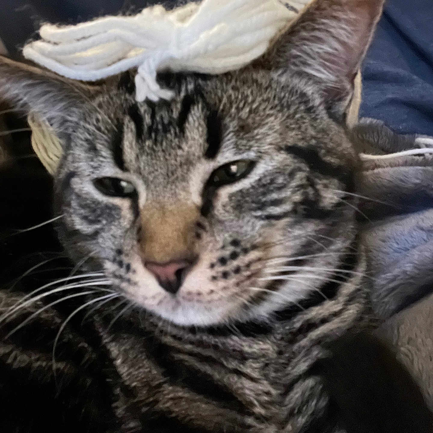 Arel is registered to the contest to win money with this photo: animal, bow, cat, close_up, cozy, cute, ears, face, feline, fur, indoor, pet, portrait, relaxed, resting, soft, striped, tabby, whiskers, yarn