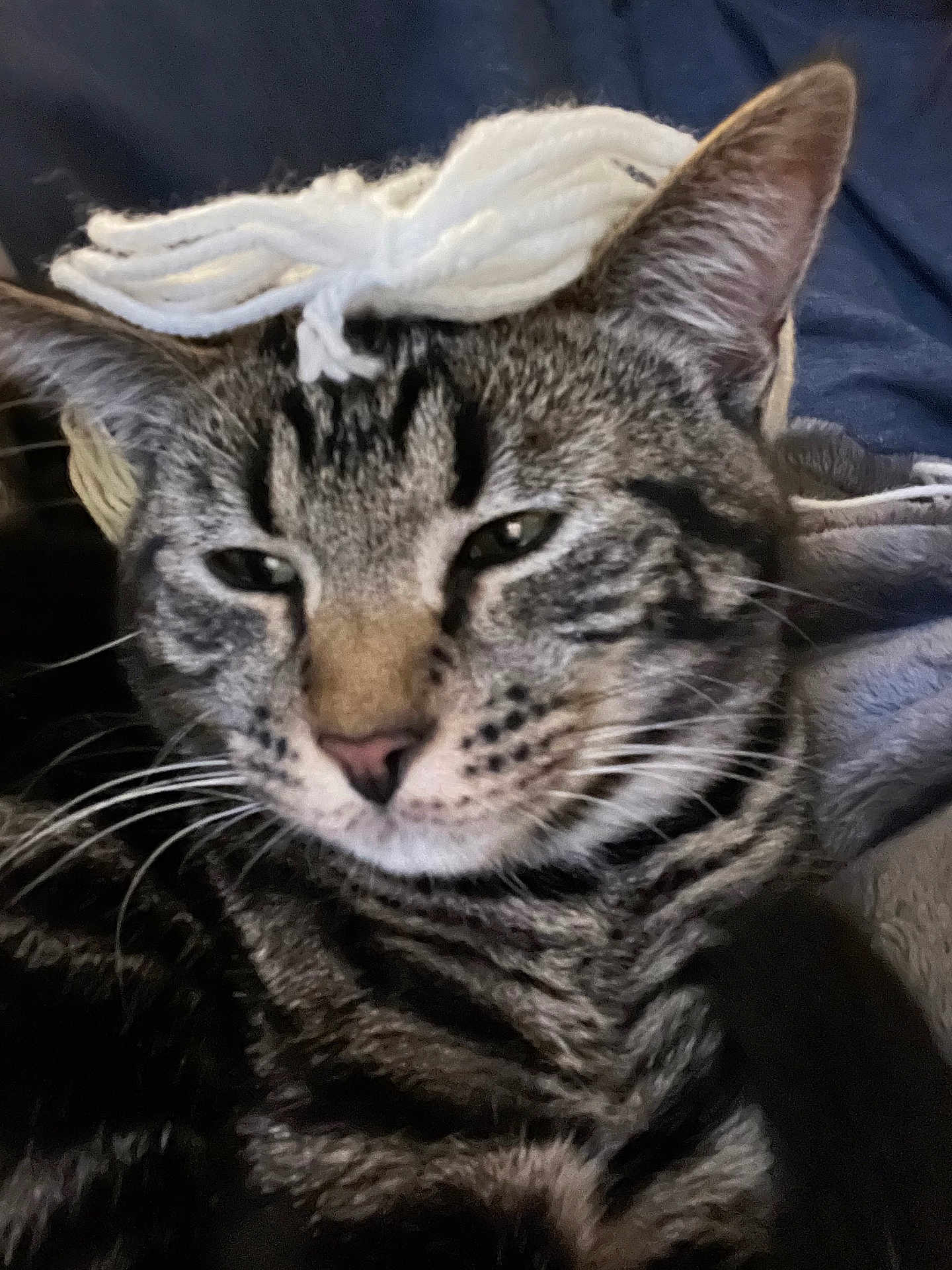 Arel is registered to the contest to win money with this photo: cat, tabby, close_up, yarn, bow, pet, animal, feline, whiskers, ears, fur, striped, relaxed, indoor, soft, cozy, resting, cute, face, portrait