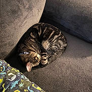 Arel is registered to the contest to win money with this photo: cat, tabby, sleeping, curled_up, couch, blanket, dinosaur_pattern, sunlight, indoor, pet, feline, cozy, relaxed, fur, collar, texture, gray, comfort, home, nap