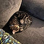 cat, tabby, sleeping, curled_up, couch, blanket, dinosaur_pattern, sunlight, indoor, pet, feline, cozy, relaxed, fur, collar, texture, gray, comfort, home, nap