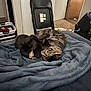 Arel is registered to the contest to win money with this photo: cat, tabby_cat, black_cat, blanket, bed, folding_chair, laundry_basket, indoor, carpet, door, box, playful, pets, furniture, animal, collar, cozy, resting, domestic, messy_room