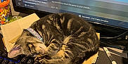 Arel is registered to the contest to win money with this photo: kitten, sleeping, keyboard, computer_monitor, gaming, tabby_cat, collar, pen, desk, technology, indoor, candy, mousepad, electronics, closeup, pet, cute, relaxation, computer, colorful_lighting
