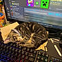 kitten, sleeping, keyboard, computer_monitor, gaming, tabby_cat, collar, pen, desk, technology, indoor, candy, mousepad, electronics, closeup, pet, cute, relaxation, computer, colorful_lighting