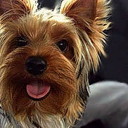 Milord participe au concours pour gagner de l'argent avec cette photo : australian_silky_terrier, australian_terrier, biewer_terrier, cairn_terrier, canidae, carnivore, close_up, companion_dog, dog, dog_breed, mammal, norwich_terrier, puppy, rare_breed_dog, small_terrier, snout, terrier, toy_dog, vertebrate, yorkshire_terrier