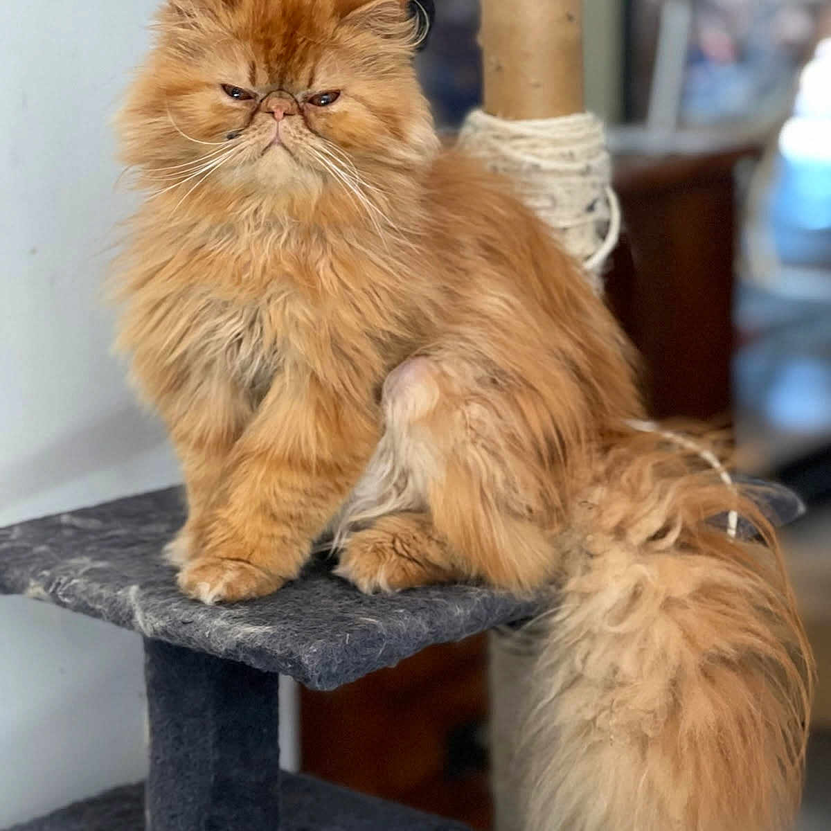 Shelby a rejoint le concours — aidez-le/la à gagner de superbes lots ! animal, cat, cat_tree, cute, domestic_cat, expression, face, fluffy, fur, furniture, indoor, long_hair, mammal, orange_cat, persian_cat, pet, relaxed, sitting, tail, whiskers