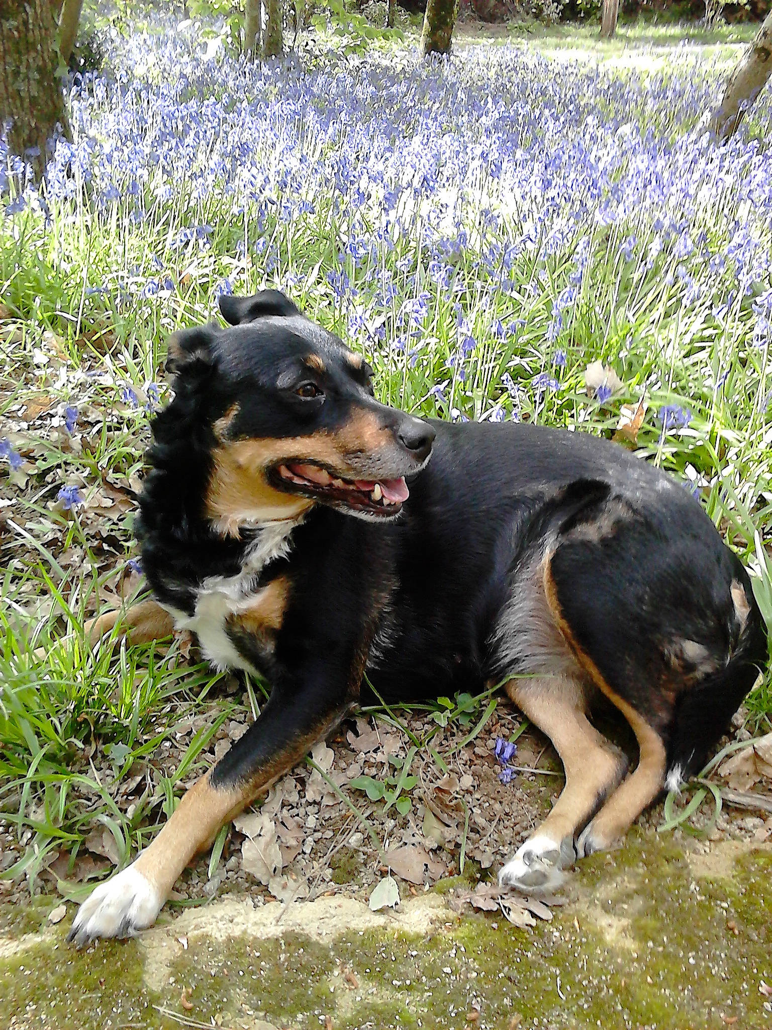 Chouquette participe au concours pour gagner de l'argent avec cette photo : canidae, carnivore, companion_dog, dog, dog_breed, grass, guard_dog, hunting_dog, mammal, plant, sporting_group, terrestrial_animal, working_animal, working_dog