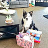 Lucy is registered to the contest to win money with this photo: dog, birthday_cake, candles, gift_bags, living_room, sofa, carpet, stuffed_toys, table, flowers, vase, present, celebration, pet, indoor, black_and_white, cute, animal, decor, home