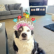 Lucy joined the competition — help win amazing prizes! dog, birthday, headband, black_and_white, pet, living_room, sofa, carpet, television, decor, couch, floor, indoor, animal, canine, fur, cute, portrait, celebration, accessory