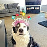 dog, birthday, headband, black_and_white, pet, living_room, sofa, carpet, television, decor, couch, floor, indoor, animal, canine, fur, cute, portrait, celebration, accessory