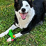 Lucy is registered to the contest to win money with this photo: dog, border_collie, grass, toy, outdoor, happy, smiling, black_and_white, pet, animal, playful, tongue_out, heterochromia, nature, lock_screen, phone_screen, greenery, paw, lying_down, close_up