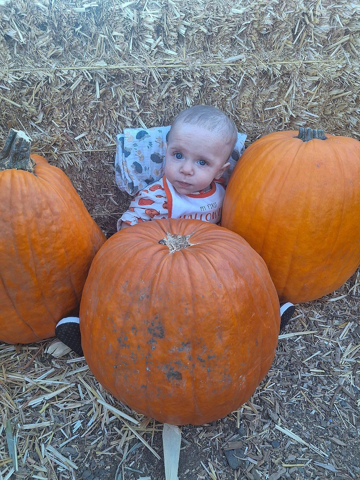 Lionel joined the competition — help win amazing prizes! _and_melon_family, _gourd, calabaza, cucumber, cucurbita, eye, facial_expression, fruit, gourd, grass, head, human_body, local_food, natural_foods, person, pumpkin, squash, still_life_photography, toddler, vegetable