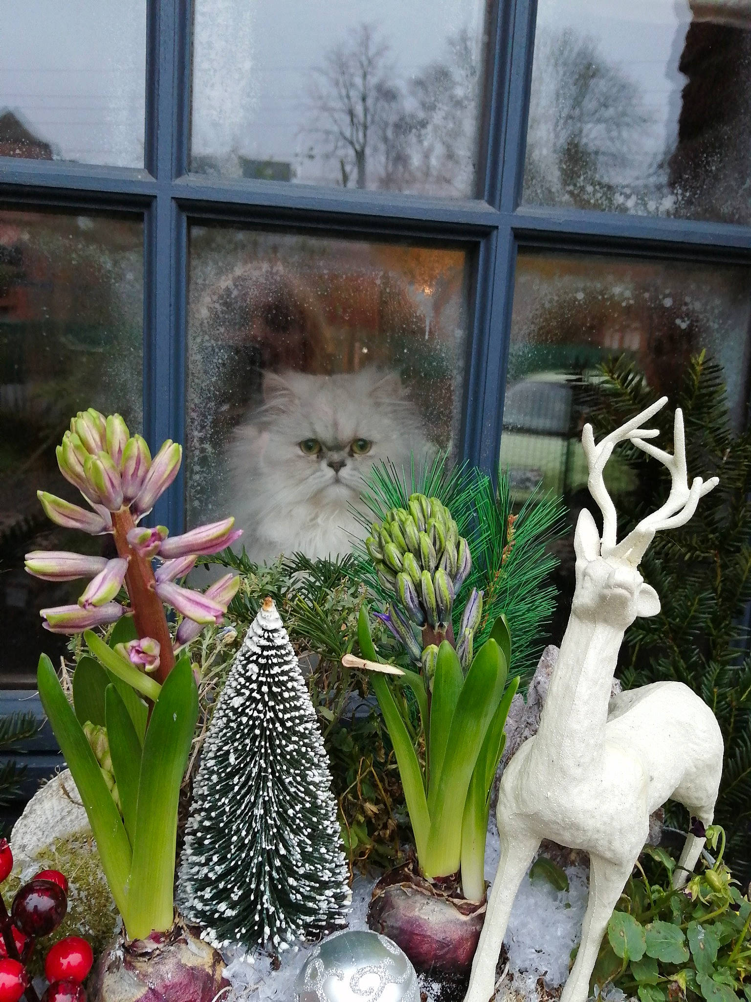 Ginko participe au concours pour gagner de l'argent avec cette photo : art, botany, carnivore, cat, chair, christmas_ornament, deer, door, fawn, felidae, flower, flowerpot, glass, grass, leaf, mythical_creature, plant, whiskers, white, window