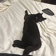 Bolbol is registered to the contest to win money with this photo: black_cat, bed, blanket, cat, collar, domestic_cat, feline, fur, indoor, napping, pet, resting, sleeping, sleepy, tail, white_bed, whiskers, quiet, cozy, fly_swat