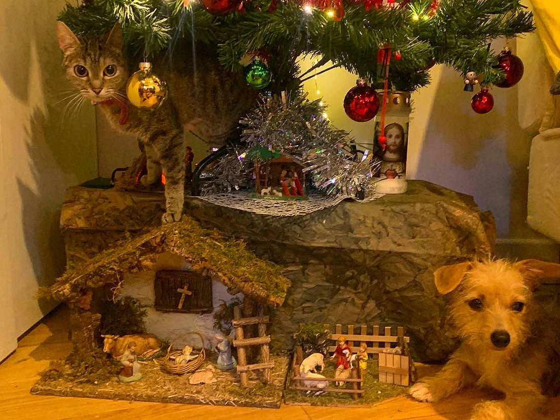 Maya Et Lilo participe au concours pour gagner de l'argent avec cette photo : art, carnivore, cat, christmas, christmas_decoration, christmas_ornament, christmas_tree, decoration, dog, event, fawn, holiday, holiday_ornament, interior_design, lighting, ornament, plant, toy, tree, wood