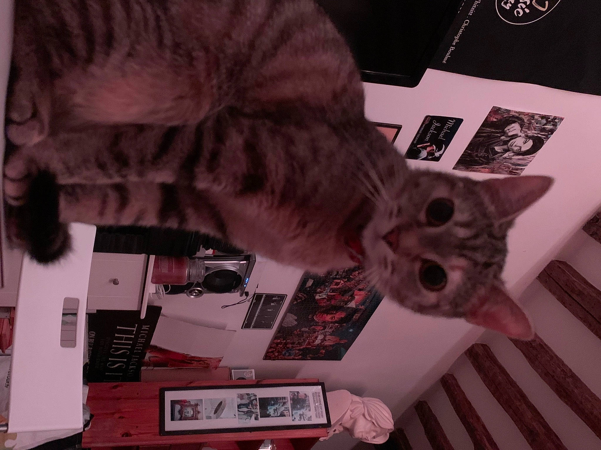 Maya participe au concours pour gagner de l'argent avec cette photo : carmine, carnivore, cat, domestic_short_haired_cat, electronic_instrument, felidae, font, fur, grey, mammal, pattern, room, small_to_medium_sized_cats, tail, whiskers