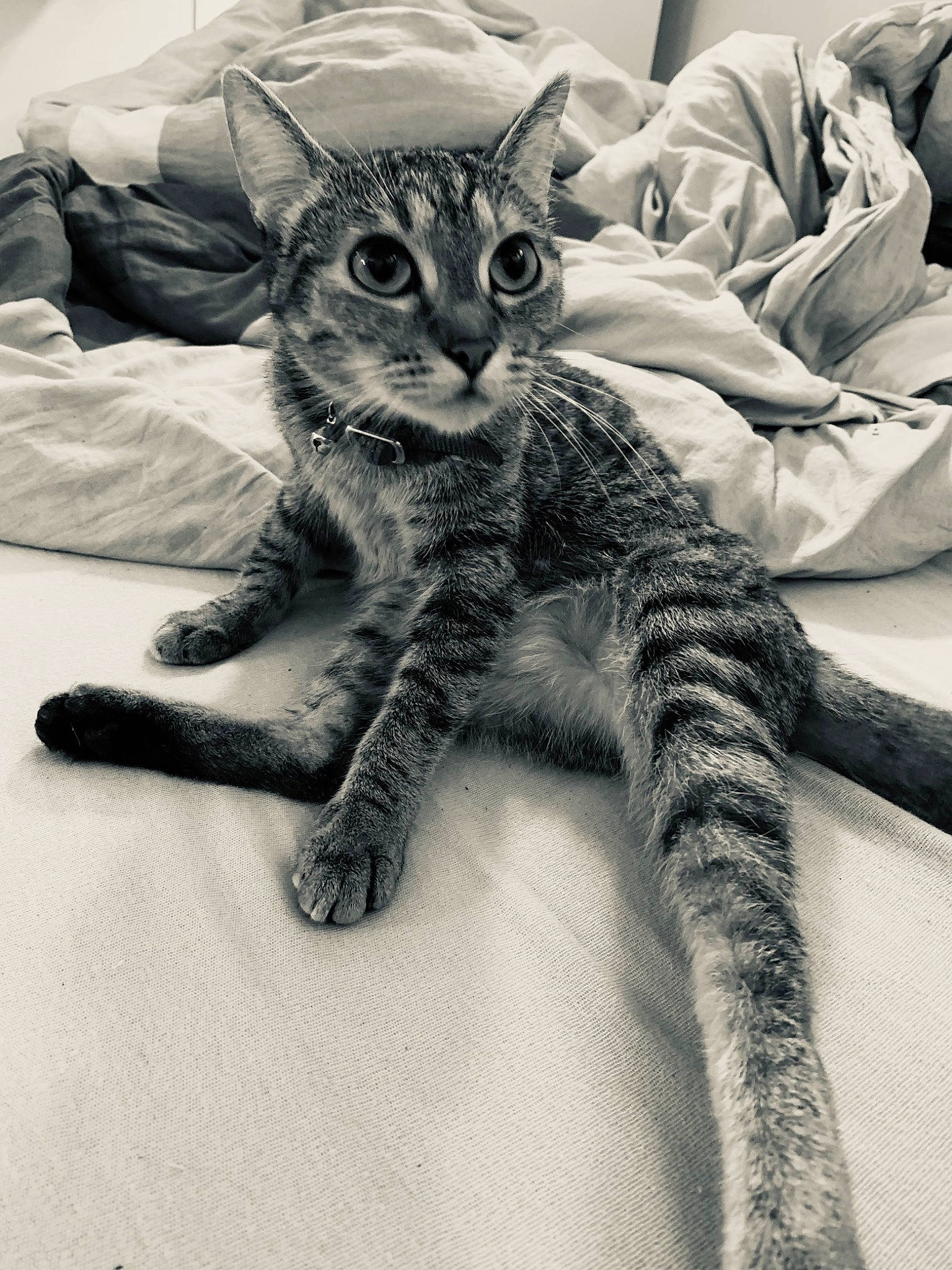 Maya participe au concours pour gagner de l'argent avec cette photo : carnivore, cat, claw, comfort, domestic_short_haired_cat, felidae, foot, fur, grey, leg, mammal, metal, monochrome, paw, small_to_medium_sized_cats, snout, tail, toy, whiskers, wildlife