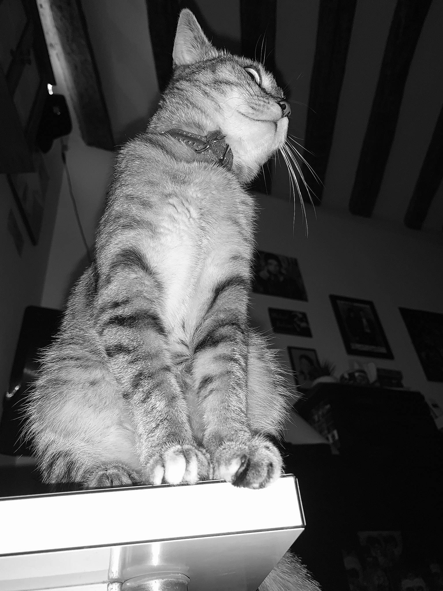 Maya participe au concours pour gagner de l'argent avec cette photo : black, black_and_white, carnivore, cat, comfort, domestic_short_haired_cat, felidae, fur, light, monochrome, monochrome_photography, paw, small_to_medium_sized_cats, snapshot, snout, style, tail, whiskers, white, window