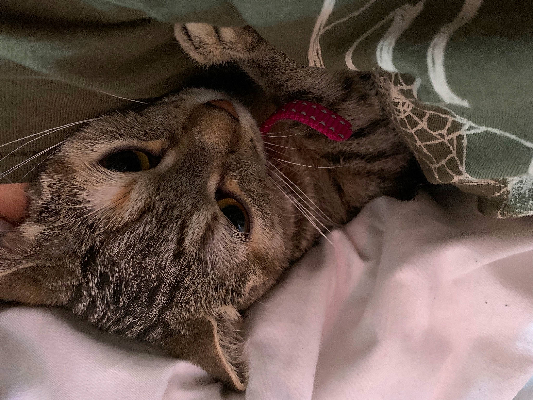 Maya participe au concours pour gagner de l'argent avec cette photo : carnivore, cat, claw, comfort, domestic_short_haired_cat, eyelash, felidae, flesh, fur, gesture, linens, pattern, paw, plant, small_to_medium_sized_cats, thread, tree, whiskers, wool, wrinkle