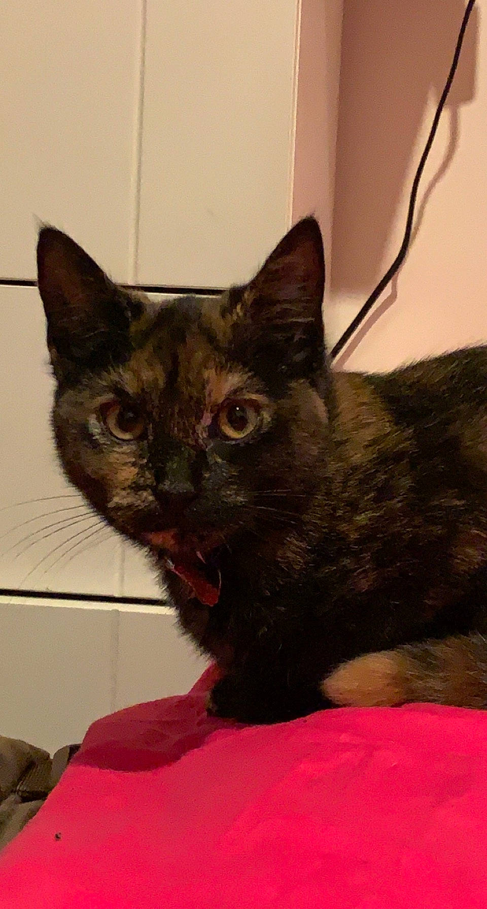 Miya a rejoint le concours — aidez-le/la à gagner de superbes lots ! black_cat, bombay, carnivore, cat, cat_supply, claw, comfort, domestic_short_haired_cat, fawn, felidae, fur, small_to_medium_sized_cats, snout, tail, terrestrial_animal, whiskers, window