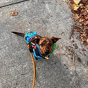 Yoshi joined the competition — help win amazing prizes! dog, small_dog, leash, harness, bandana, sidewalk, concrete, leaves, twigs, outdoor, pet, canine, brown_dog, looking_up, walking, nature, animal, daylight, close_up, cute