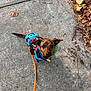 dog, small_dog, leash, harness, bandana, sidewalk, concrete, leaves, twigs, outdoor, pet, canine, brown_dog, looking_up, walking, nature, animal, daylight, close_up, cute